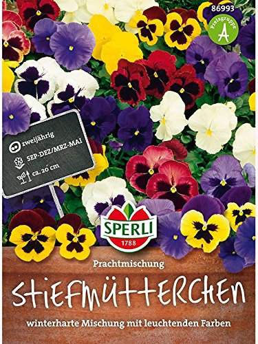 Stiefmütterchen Prachtmischung
