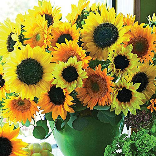 Sunflower ‘Van Gogh’ (Helianthus Annuus) 1 Packet (20 Seeds) by Thompson and Morgan