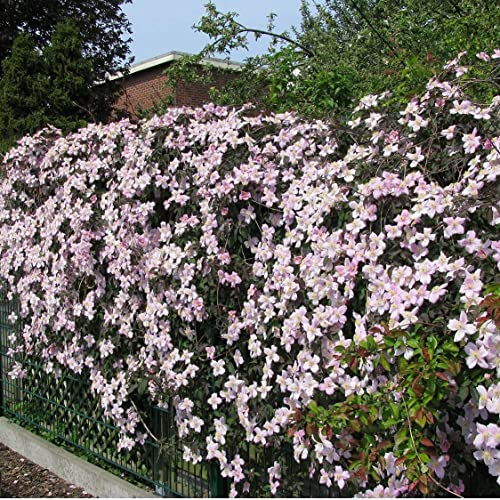 Clematis Montana Rubens - Kletterpflanze - Rosapink | 1,5 liter Topf