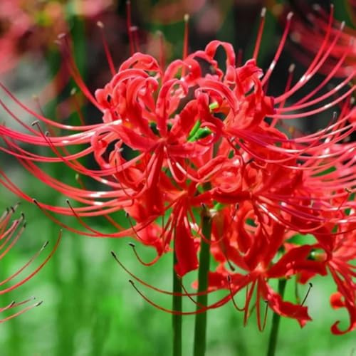 4 piezas Cebolla de flor de sangre, cebolla de azucena, Regalos originales decoración floral. Lycoris Radiata Plantas de jardín modernas para la decoración de la sala de estar. Bulbo