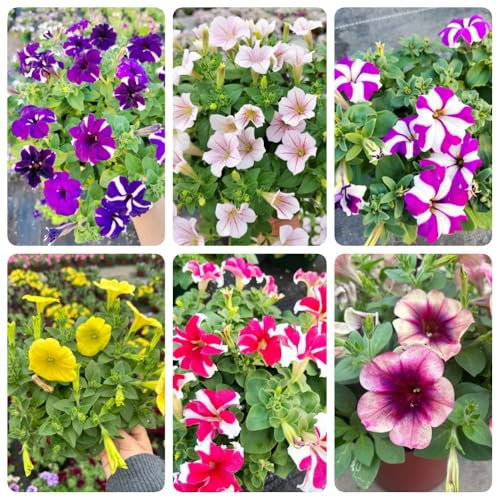Semillas de petunia - resistentes para el jardín Petunia híbrida - semillas organicas para lugares soleados de jardin para exterior regalos para amantes 250pcs