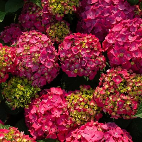 Semillas de hortensia - regalos de jardín para mujeres semillas de interior exóticas 250pcs