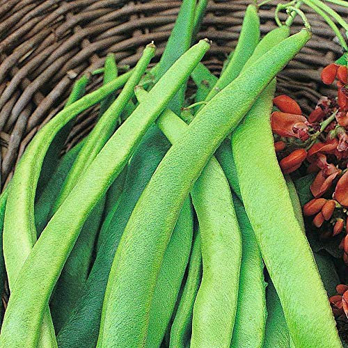 Runner Bean Seeds 'Enorma' Half-Hardy Annual Garden Vegetable Plants Easy to Grow Your Own at Home Seed Packet 1 Packet 40 Seeds by Thompson and Morgan