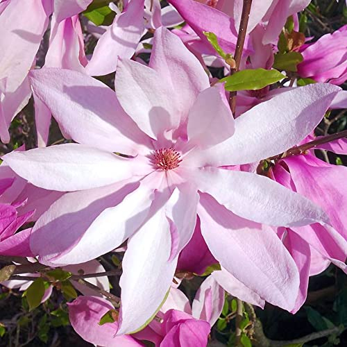 Magnolia Betty, arbusto da giardino deciduo e resistente, con fiori rosa fucsia. In vaso da 9 cm.