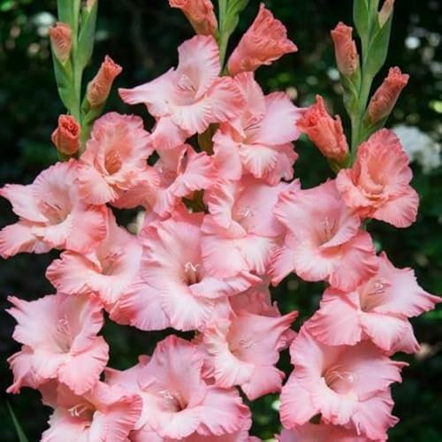 NVNJHJN.Gladiolus Bulbs.Strong Plants That Grow Well Mix Golden Jade Carving Feels Beautiful.-15 Bulbs-D