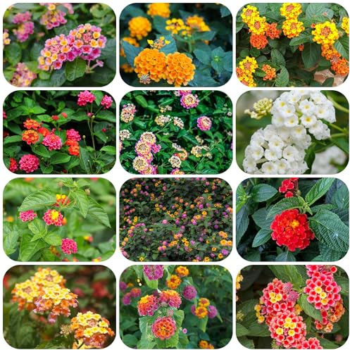 planta de lantana - semillas plantas de interior flores balcón semillas flores lantana macetas plantas sombra resistentes perennes decoración jardín para las jardín 100pcs