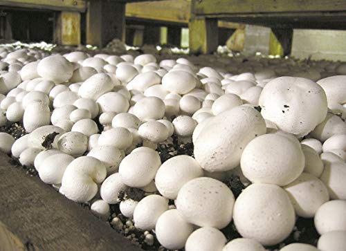 Mycelium of Paris Mushroom Grow Kit 15ml/50ml (Tube, 15ml)