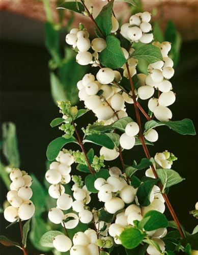 Symphoricarpos albus var. laevigatus 40-60 cm – Winterhart, Mehrjährig, Pflegeleicht – Schneebeere – Heckenpflanze für Garten & Sichtschutz