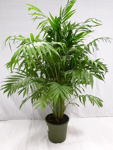 [Palmenlager] XL Chamaedorea elegans 100 cm/Bergpalme/dicht + buschig/seltene Zimmerpflanze