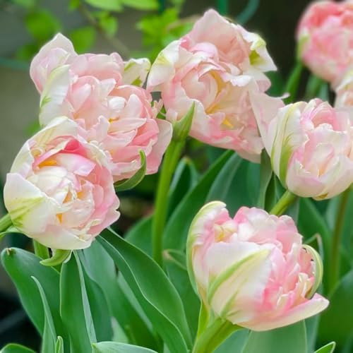 bulbi di tulipano perenni, balcone decorativi da giardino interno 2pcs