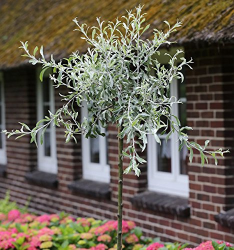 Hochstamm Hängende Wildbirne 80-100cm - Pyrus salicifolia Pendula - lebende Gartenpflanze aus den Baumschulen