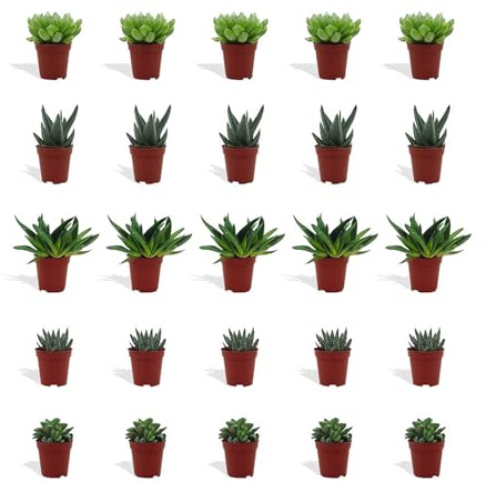 DutchLeafs Haworthia Mix 20 Stück Verschiedene Mini-Sukkulenten - Topf 5,5 cm - Asphodeloideae Sukkulent Kleine Pflanzen Sammlung Pflegeleichte Zimmerpflanzen - Höhe 8-15 cm