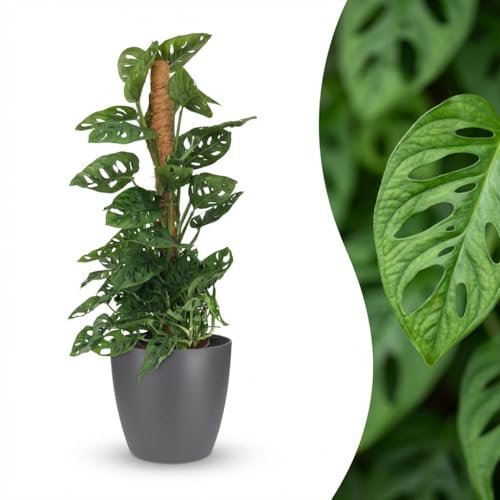 Green boutiQ - Plante d'intérieur - Monkey Mask - Monstera Adansonii sur Tuteur - Vert - Entretien facile - 1 Plante - avec Potter Gris - Pot 19cm - Hauteur 90cm