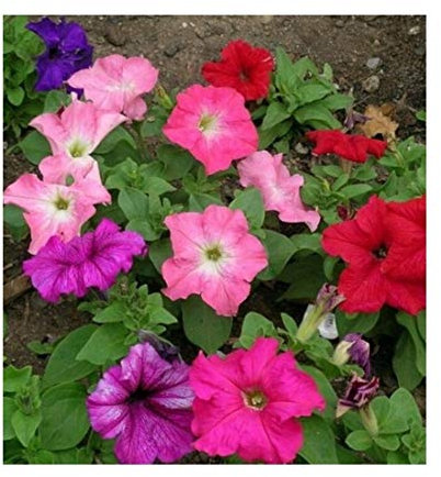 PREMIER SEEDS DIRECT PETUNIA - NANA COMPACTA - MIXED - 2000 FINEST SEEDS