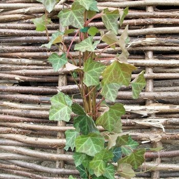 Hedera helix 'Hibernica' 60–80 cm – Winterhart, Immergrün, Pflegeleicht – Großblättriger Efeu – Kletterpflanze für Zaun, Pergola & Rankhilfe