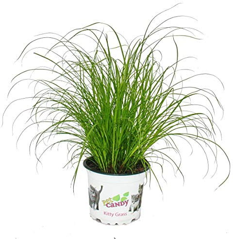 Herbe à chat - Cyperus alternifolius - pour le soutien digestif des chats