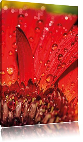 Pixxprint Tautropfen auf roter Blume, Größe: 60x40cm, Leinwandbild, fertig gespannt, Wandbild, Dekoration, Kunstdruck, kein Poster