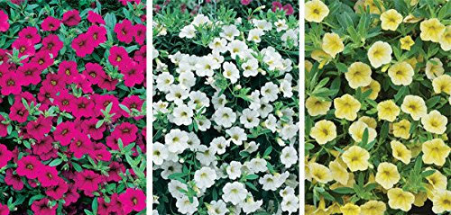 Calibrachoa Trailing Million Bells Petunia Mixed Colours Plug Plants Pack x12