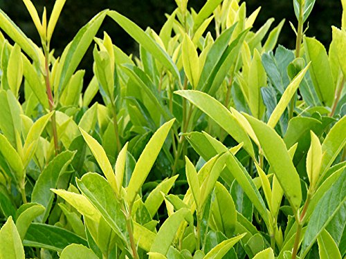 Kirschlorbeer Goris Gold ® Containerpflanzen 100-120 cm