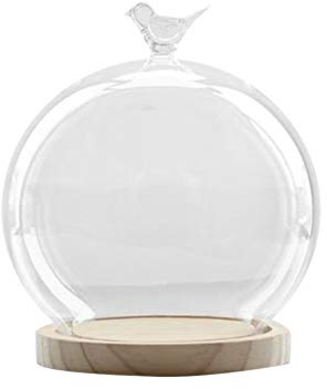 Tubayia Kugel Glasglocke Glasdom Glaskuppel mit Holz Base für Haus Büro Dekoration Geschenk (Vogel)