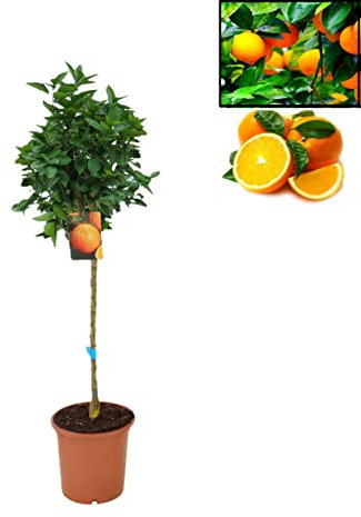 Pack Limonero - Naranjo - Pomelo - Mandarino Planta Natural - (Altura 110 Cm) Maceta 22 cm (Naranjo)