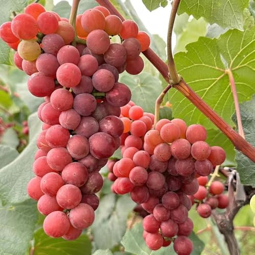 semi resistenti per le viti colonnari balcone giardino esotiche 20pcs