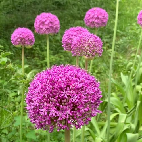 12zwiebeln x allium riesenlauch blumengarten Gartenbepflanzung