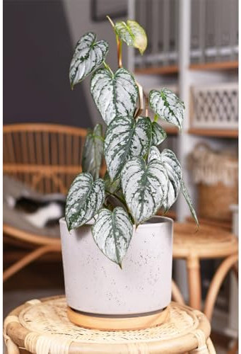 Philodendron brandtianum 'Brandi'- Tender Perennial - Air Purifying - Climber & Trailing Plant - Ideal Houseplant Display - Silver Shimmering Foliage - 1x 11cm Pot by Thompson and Morgan
