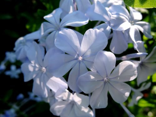 Plumbago con Flores Azules Planta Natural de Exterior Resistente