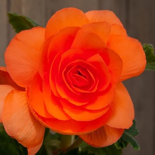 Gefüllte Begonie orange | 3 Stück | Topfpflanze | Geeignet für Kübel | Orange | 100% Blütegarantie | QFB Gardening