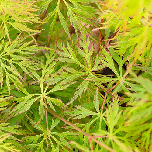 Acer palmatum dissectum 'Emerald Lace' | Japanischer Ahornlaubbaum im Topf