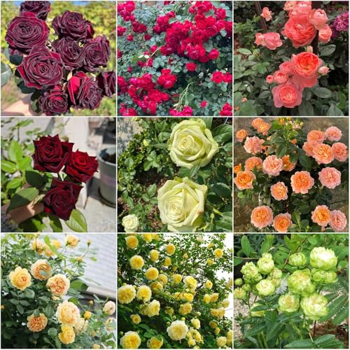 kletterrosensamen blumensamen kaufen bodendecker winterhart balkonpflanzen schnellwachsend rosenbaum garden kräutersamen sommerblumen rankpflanze gartenpflanzen pflanzensamen 250samen
