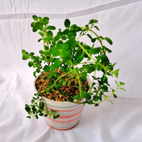 mejorana sostenibles semillas de mejorana de jardín interior Semillas hortalizas y medicinales balcón orgánicas cubrir el suelo Cultivo 200semillas