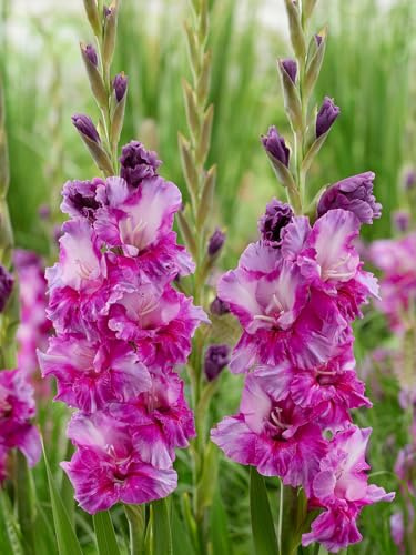 Gladiolen Purple Art | 10 Stück | Knolle | Schnittblume | Lila | 100% Blütegarantie | QFB Gardening
