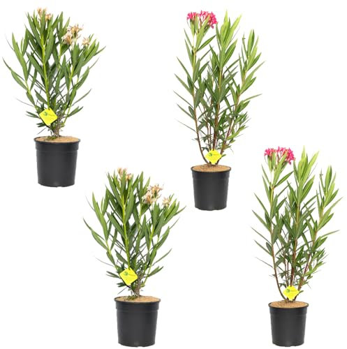 Set de 4 Adelfa - Árbol Natural Perfecto para la Decoración del Exterior del Hogar