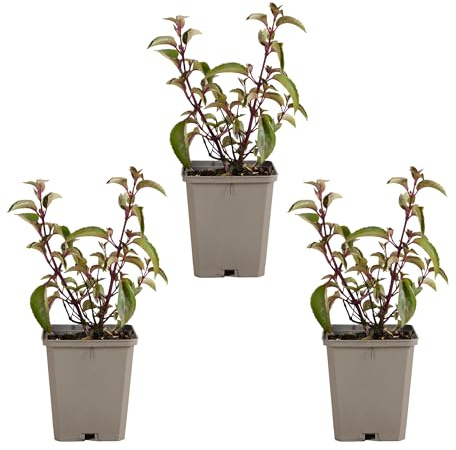 Bloomique - 3er Set - Fuchsie Madame Cornelissen - Glockenpflanze - Gartenpflanzen - Winterhart - Höhe 10-20cm - Topf 9x9cm