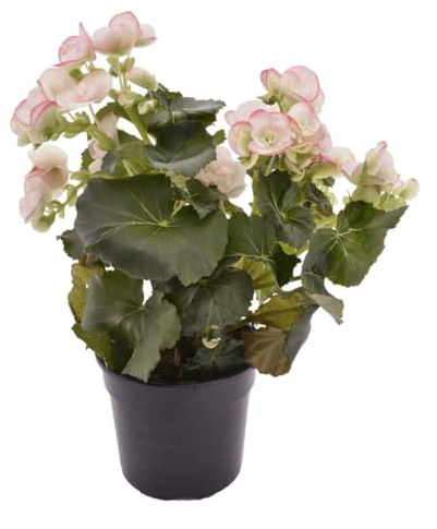 Begonia Compacta Viva Variedad Elatior Natural Perfecta para Espacios Reducidos y Luminosos