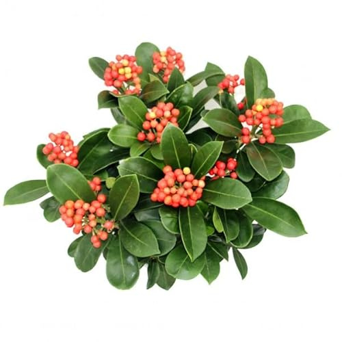 Ardisia Crenata Natural un Arbusto de Interior para Alegrar tu Espacio