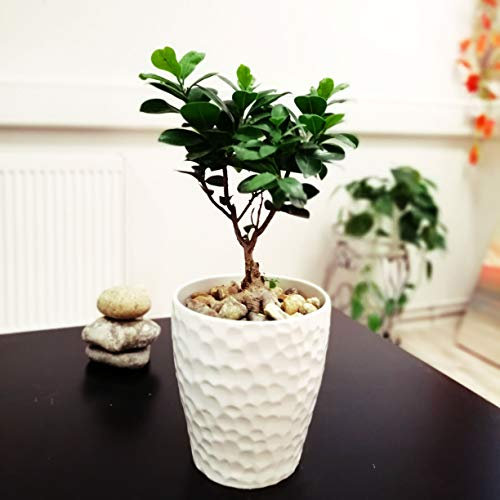 1 planta de interior de ginseng Ficus Laurel en maceta de cerámica blanca de 12 cm y aderezo de grava dorada otoñal