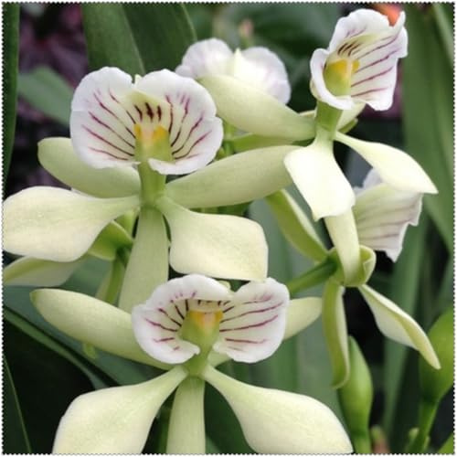 Cymbidium Orchid,Orchidea del cymbidium,perenni,Ambiente paesaggistico,Decorazione del giardino,cymbidium pianta vera(non fiori artificiali)-3pezzo-G