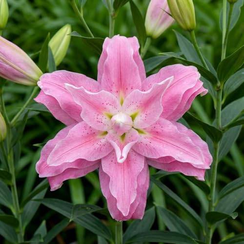 Bulbes de Lys Rosa Pastellfarben - Lys Bulbes - 10 Bulbes de Fleurs à Planter Exterieur - Plantes Vivaces Exterieur - Rustique - Naturelle Plantes de Hollande (gros bulbes, pas de graines)