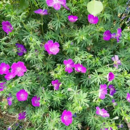 Semi di geranio - raro copertura del terreno semi di come bomboniera esotico estivi resistenti per giardini rocciosi selvatici ornamentali per 550pcs
