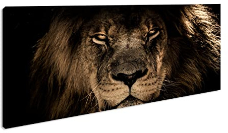 Leinwandbild Stolzer Löwe – König der Tiere Panorama Format: 100x50 cm XXL Kunstdruck Bild auf Keilrahmen/Wandbild/Wohnzimmer Deko
