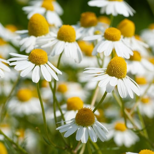 PREMIER SEEDS DIRECT - HERB - German Chamomile – 2.5GM - Approx 30,000 Seeds