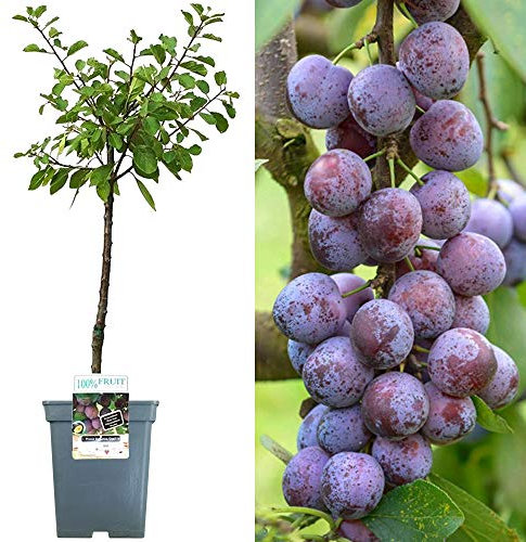 Patio Fruit Tree Collection | Various Premium Grade Fruits | Ideal for Small Gardens & Borders | Apple, Cherry, Plum, Nectarine, Peach & Pear Trees | 2-3ft ('Opal' Plum Tree)