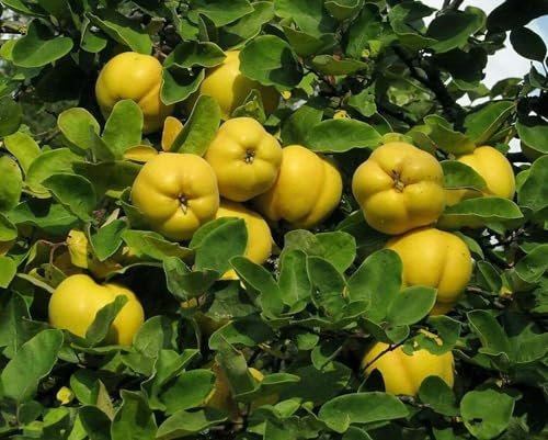 Quitte Cydonia oblonga Pflanze 15-20cm Quittenbaum echte Quitte Obstbaum Rarität