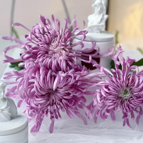 Semi di crisantemo, regali da giardino per le donne Semi di perenni decorazione autunnale 80pcs