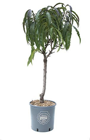 Pesco nettarina nano in vaso, Vannucci Piante, Pianta da terrazzo, Prunus nucipersica, Albero da frutto nano, Pianta da esterno