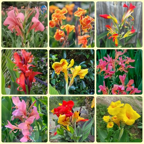 Cipolle di canna resistenti, Piantare bulbi da fiore in giardino Lampadine di canna indica, Piante da balcone fiori decorativi tubero pianta di canna piantare fiori da giardino 12pcs