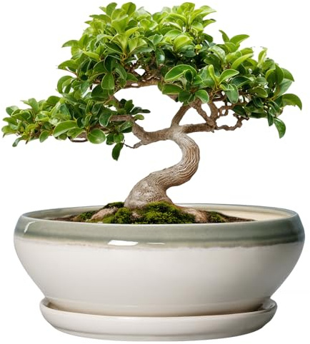 SQOWL Bonsai-Baumtöpfe – 20,3 cm große Keramik-Sukkulentententöpfe mit Ablaufloch und Untersetzer, Flacher runder Übertopf für drinnen und draußen, Keramik-Bonsaischale, Pflanzschale, Hausdekoration